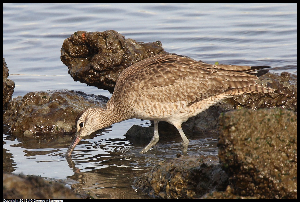 0216-094300-03.jpg - Whimbrel