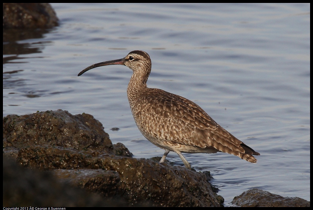 0216-094332-01.jpg - Whimbrel