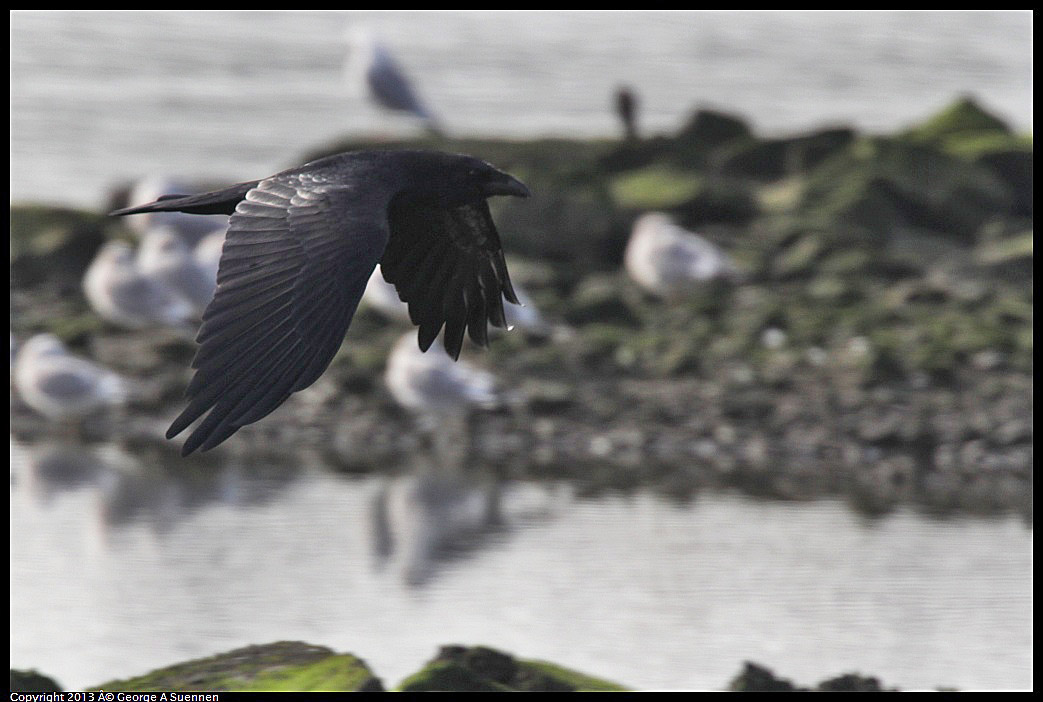 0216-094500-02.jpg - Common Raven