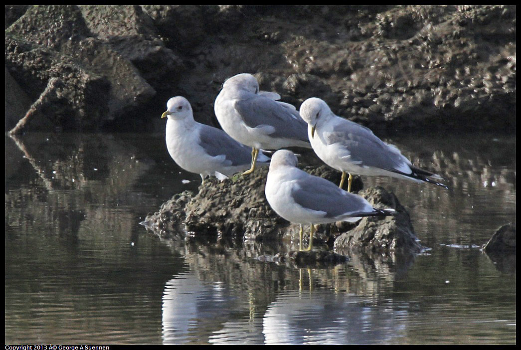 0216-094728-01.jpg - Mew Gull