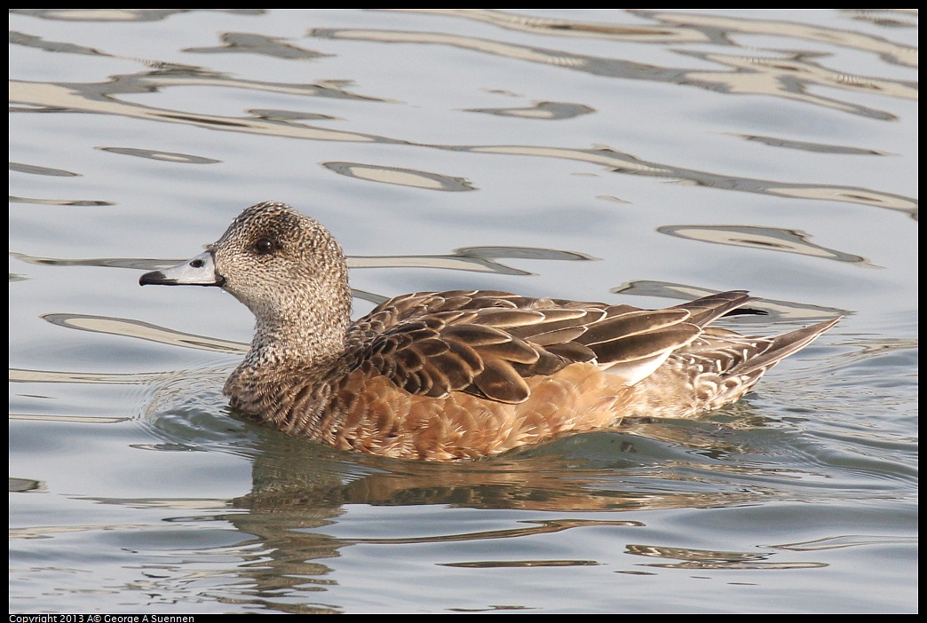 0216-094817-02.jpg - American Wigeon