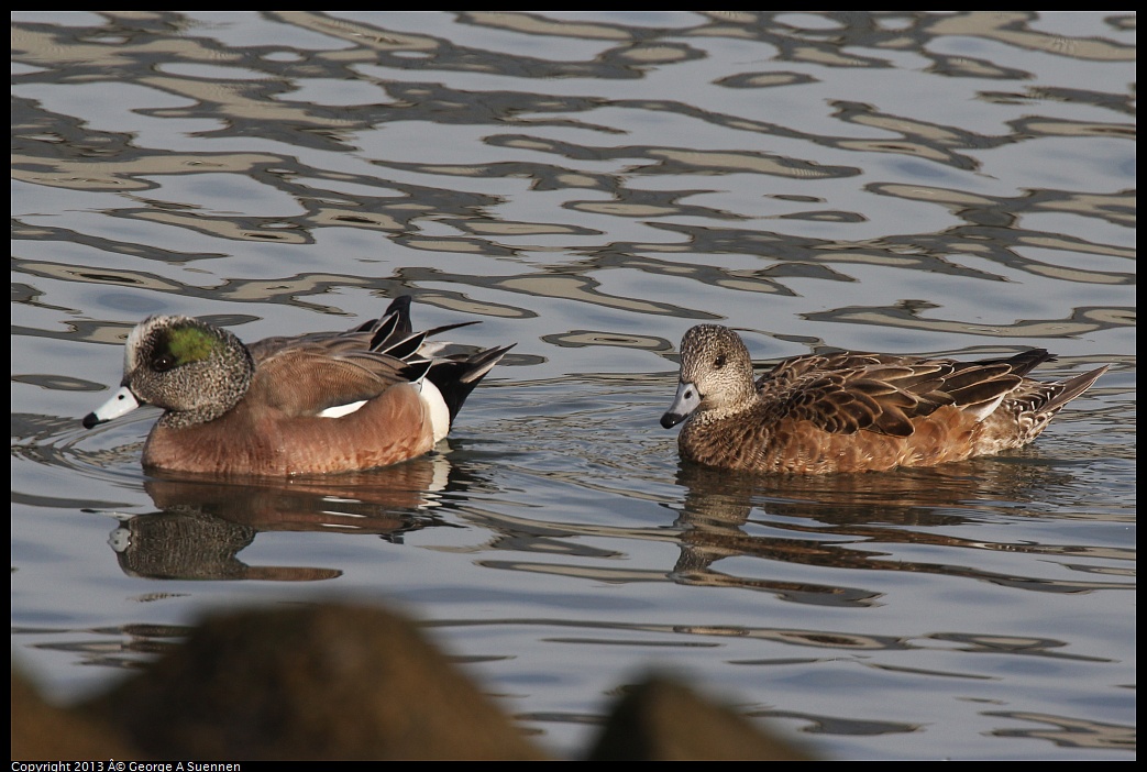 0216-094826-01.jpg - American Wigeon