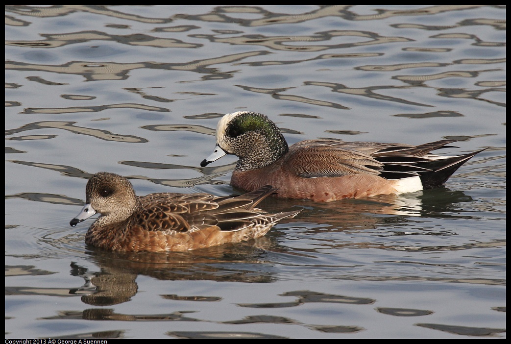 0216-094831-01.jpg - American Wigeon