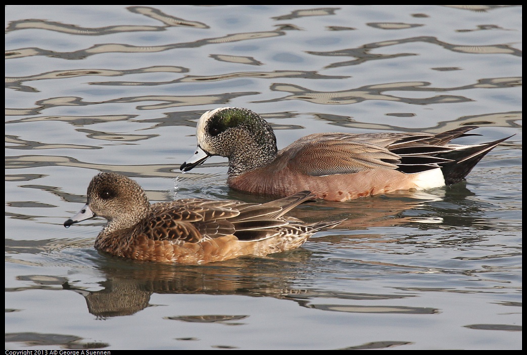 0216-094832-03.jpg - American Wigeon