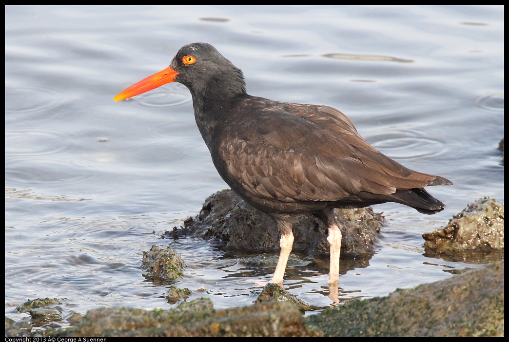 0216-095008-02.jpg - Black Oystercatcher