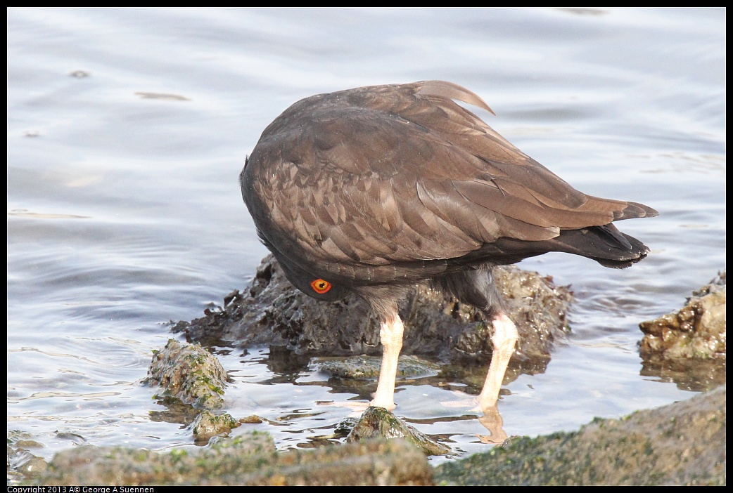 0216-095008-04.jpg - Black Oystercatcher