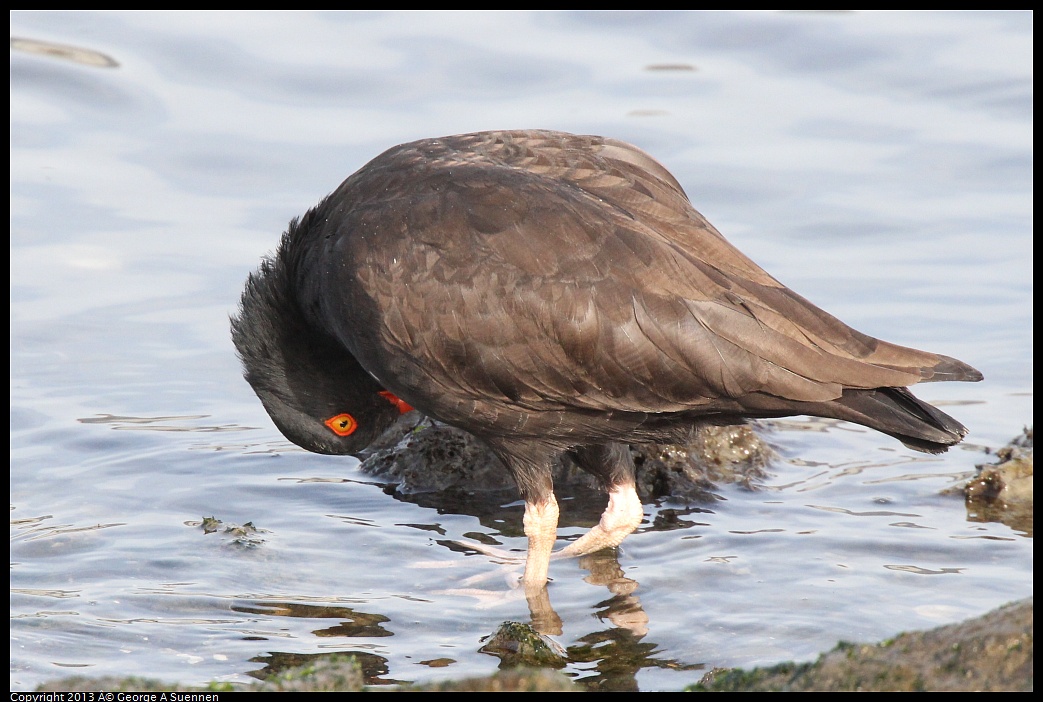 0216-095011-02.jpg - Black Oystercatcher