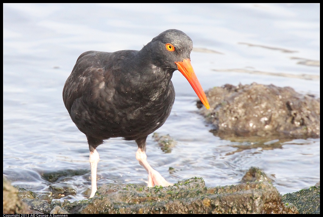 0216-095018-02.jpg - Black Oystercatcher