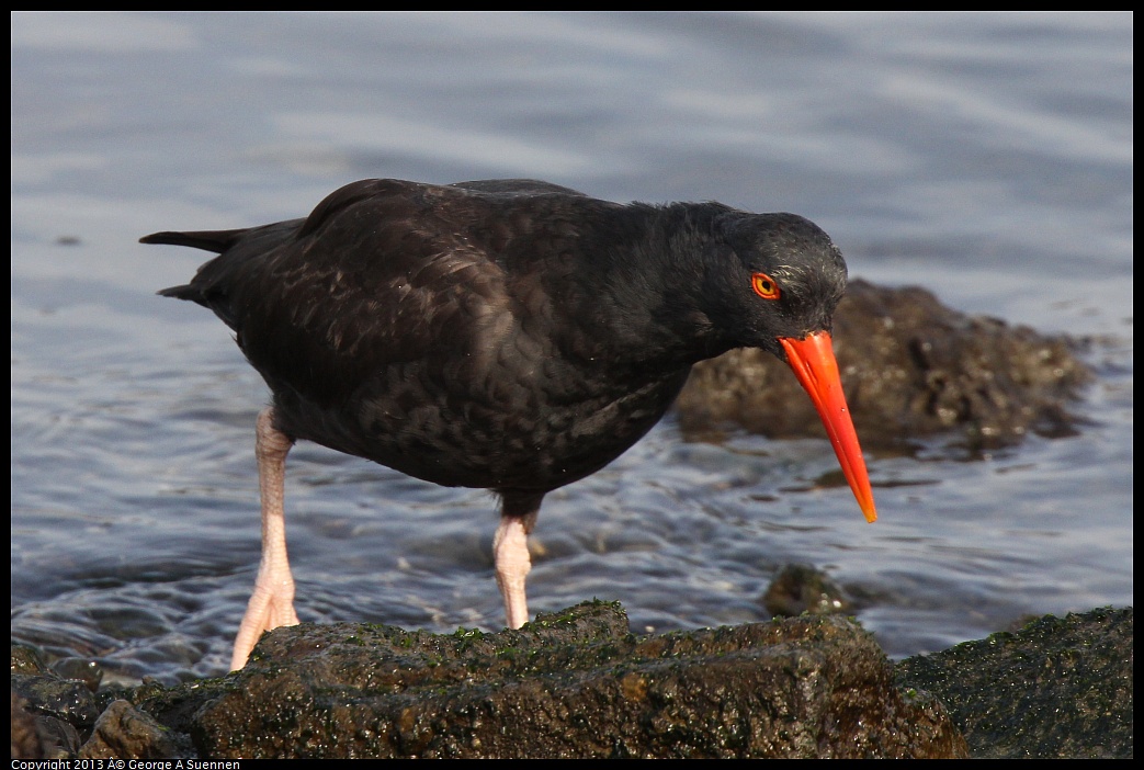 0216-095018-03.jpg - Black Oystercatcher