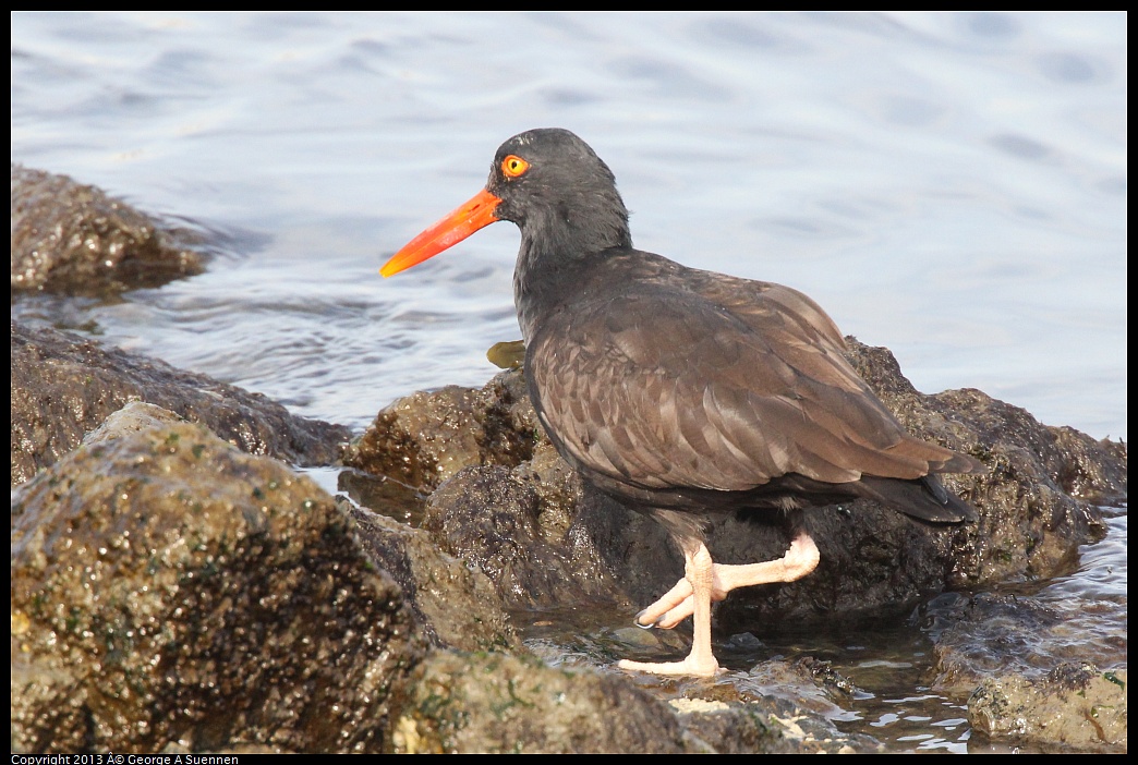 0216-095113-02.jpg - Black Oystercatcher