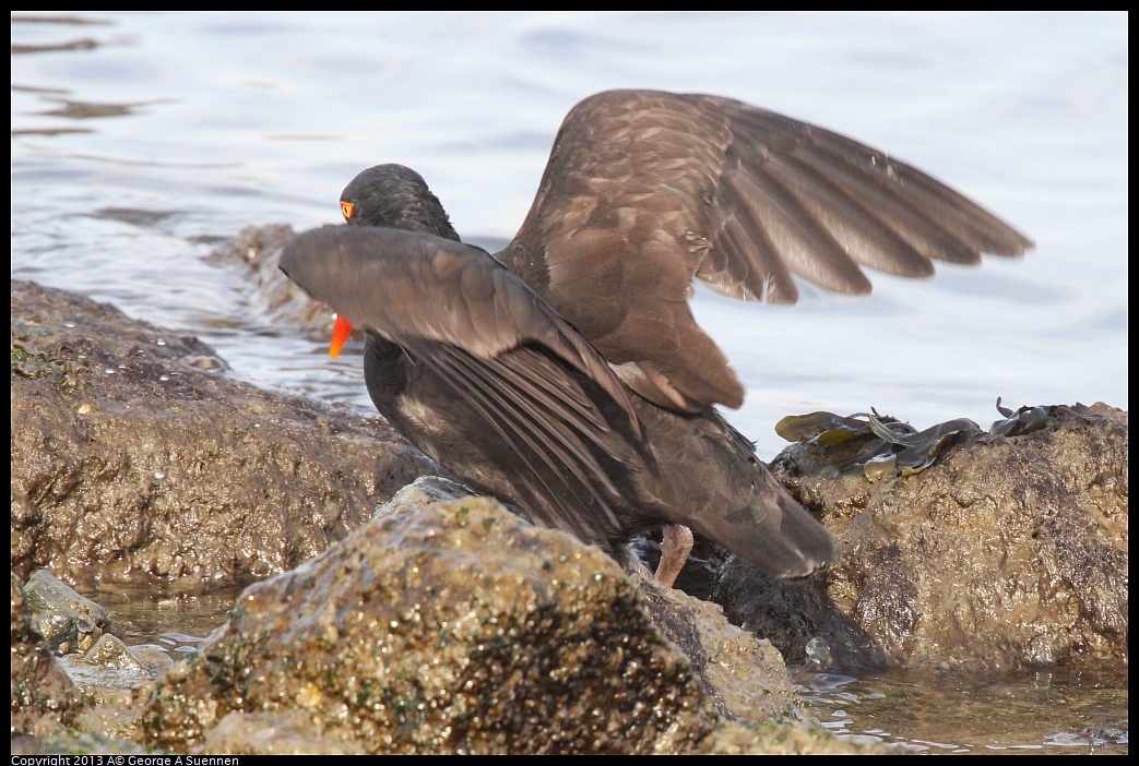 0216-095114-02.jpg - Black Oystercatcher