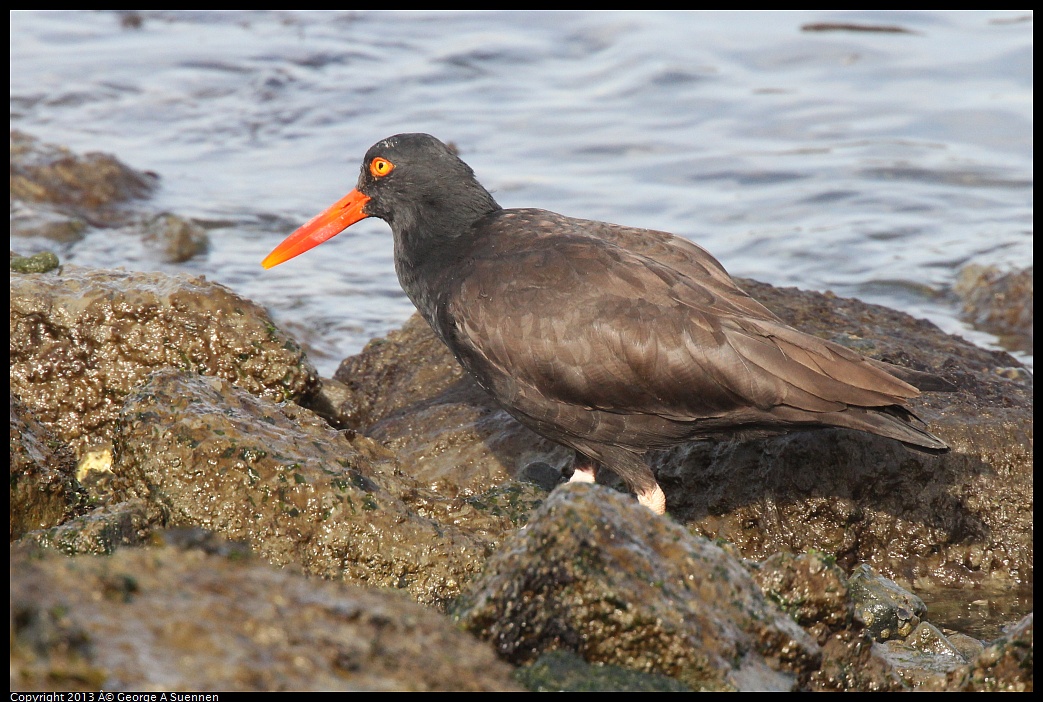 0216-095116-02.jpg - Black Oystercatcher