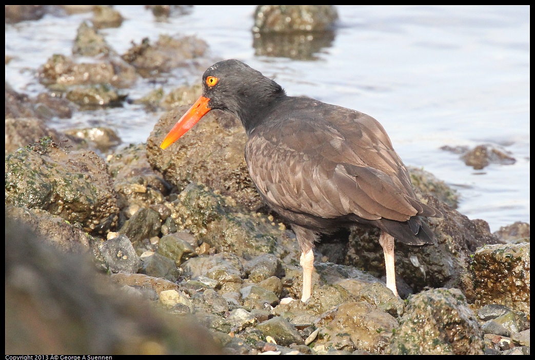 0216-095121-01.jpg - Black Oystercatcher