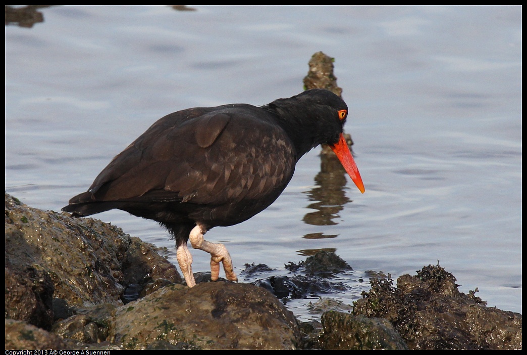 0216-095131-01.jpg - Black Oystercatcher