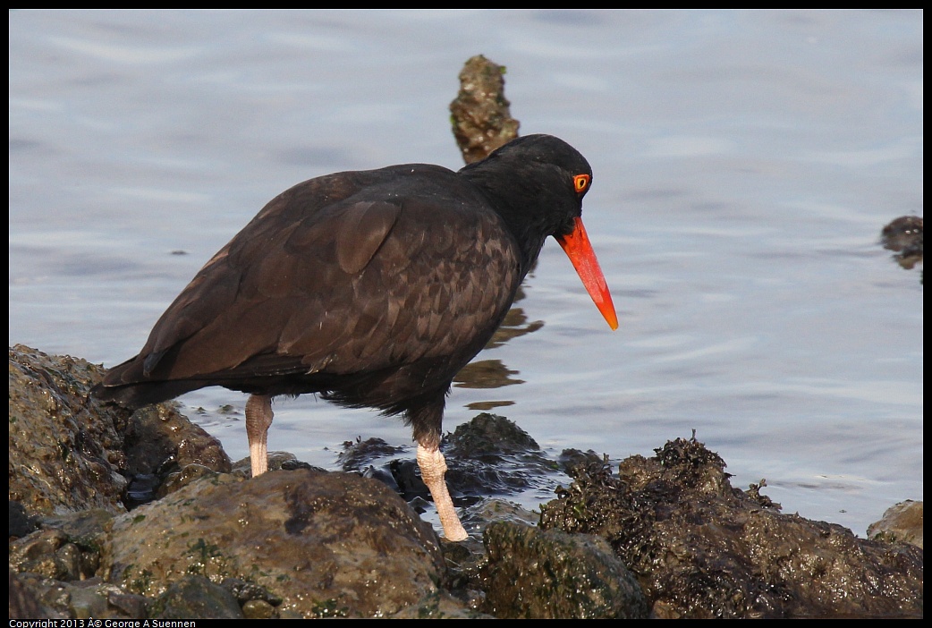 0216-095132-01.jpg - Black Oystercatcher