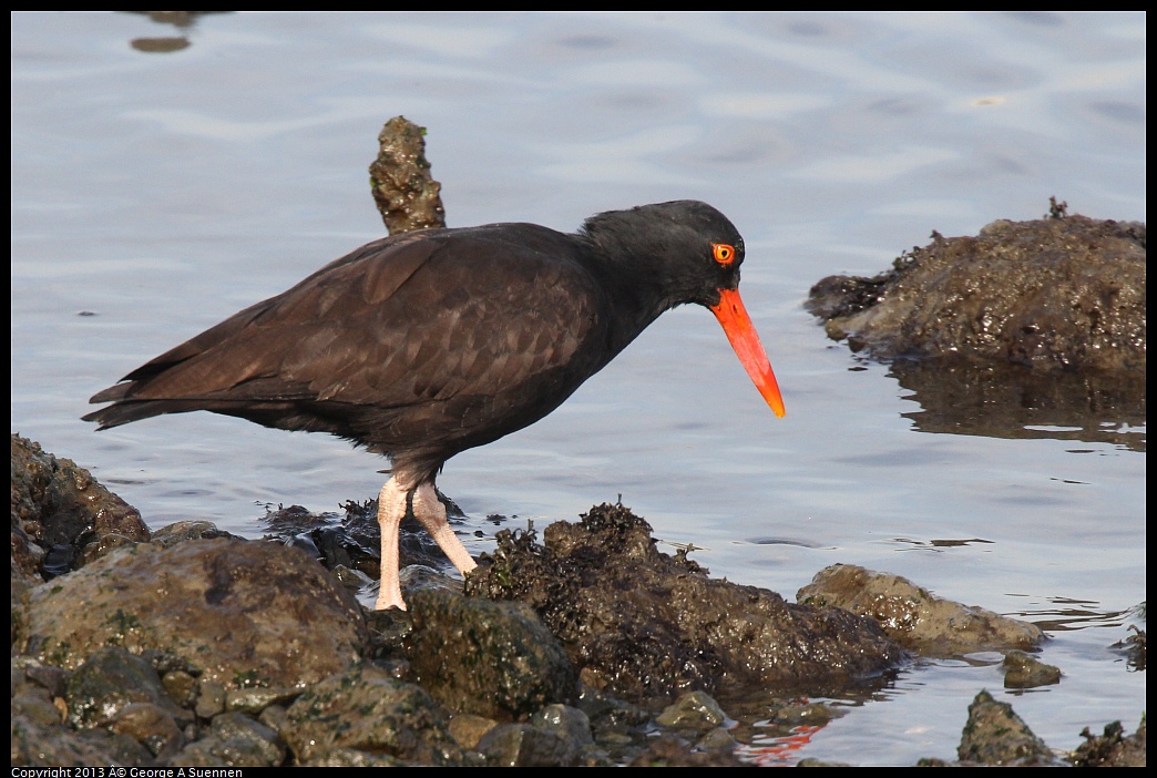 0216-095132-04.jpg - Black Oystercatcher