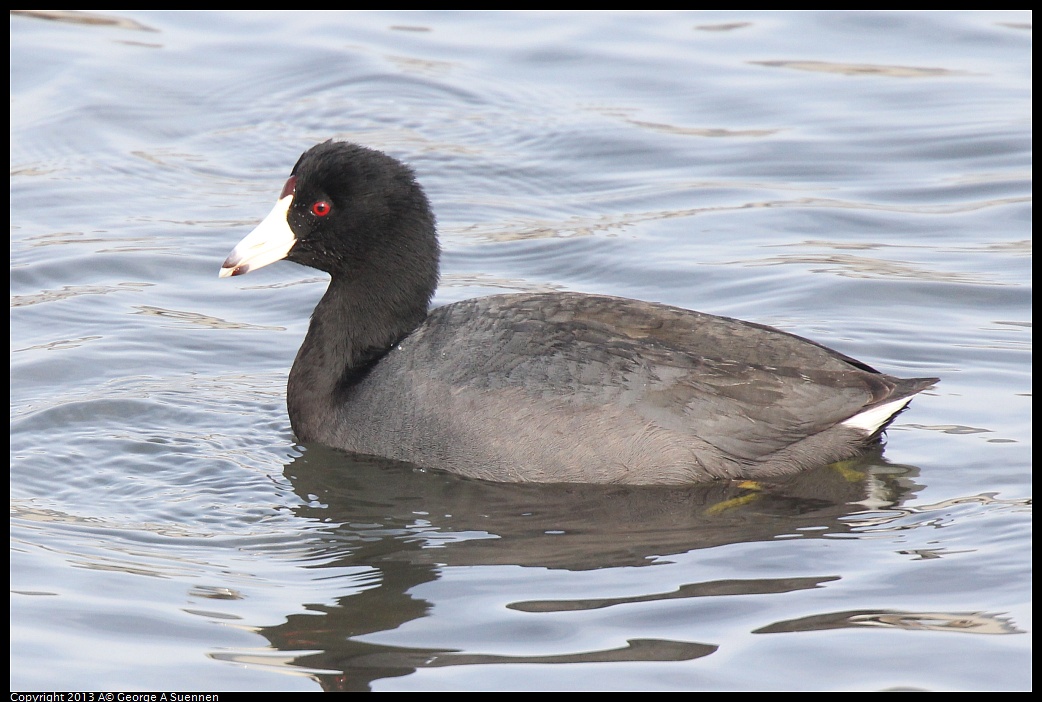 0216-095555-01.jpg - American Coot