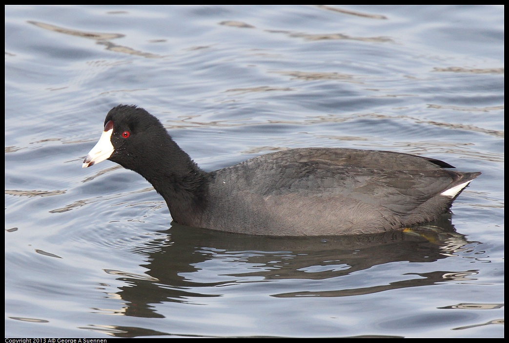 0216-095555-03.jpg - American Coot