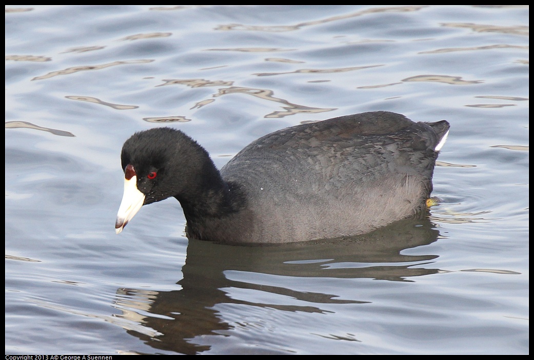 0216-095557-01.jpg - American Coot