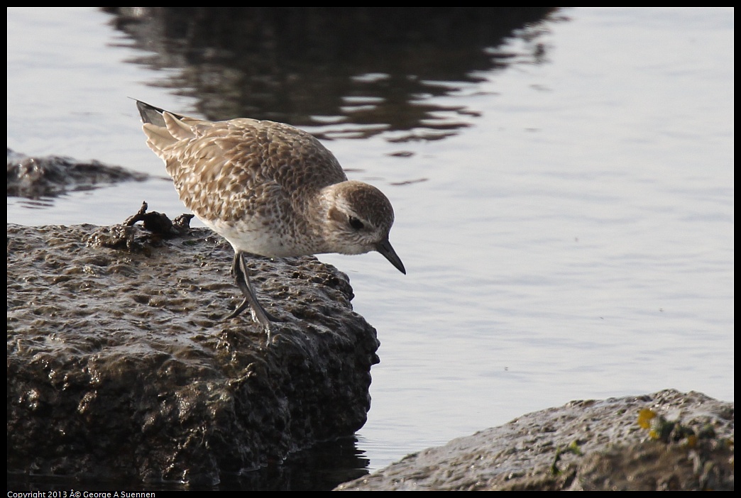 0216-095733-03.jpg - Black-bellied Plover