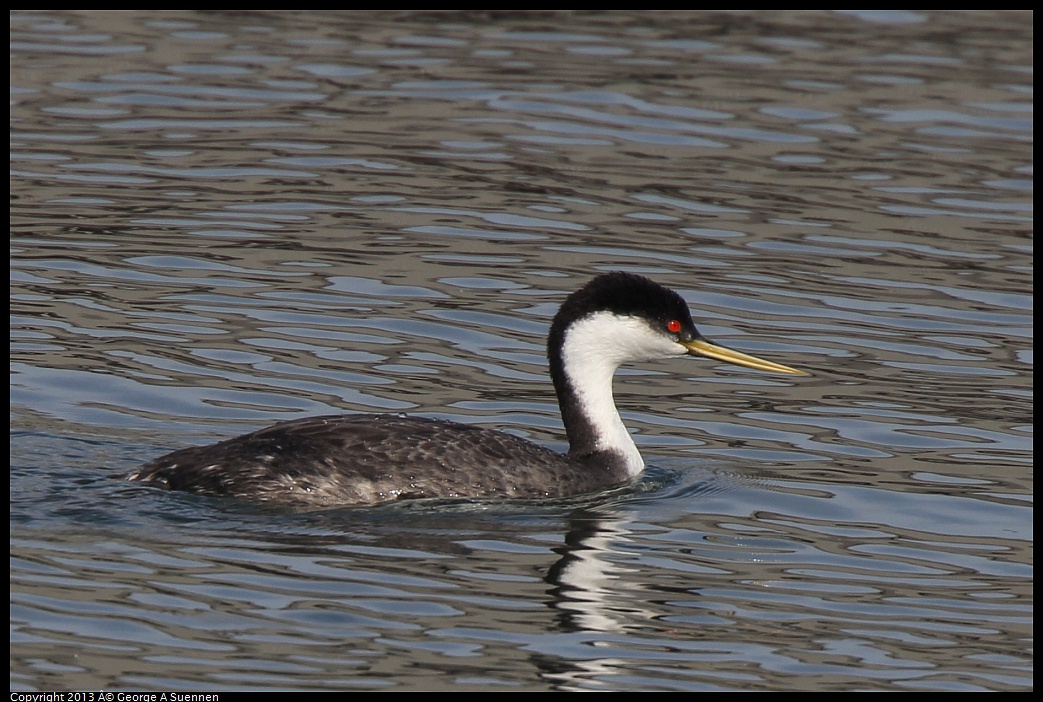 0216-095842-01.jpg - Western Grebe