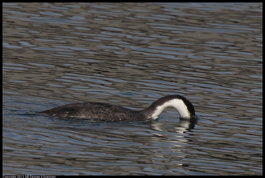 0216-095843-02.jpg - Western Grebe