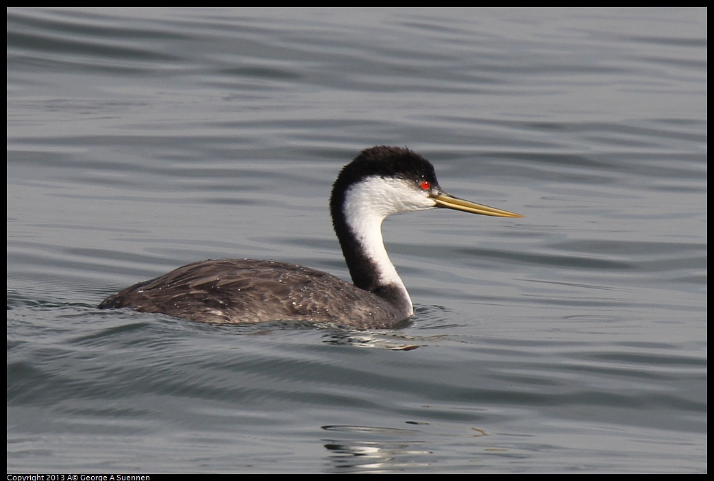 0216-095922-03.jpg - Western Grebe