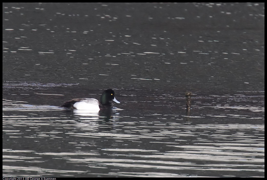 0216-095934-01.jpg - Greater Scaup