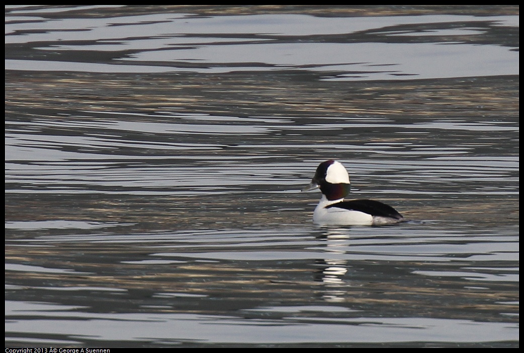 0216-100147-03.jpg - Bufflehead