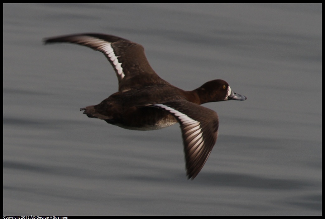 0216-100350-02.jpg - Greater Scaup