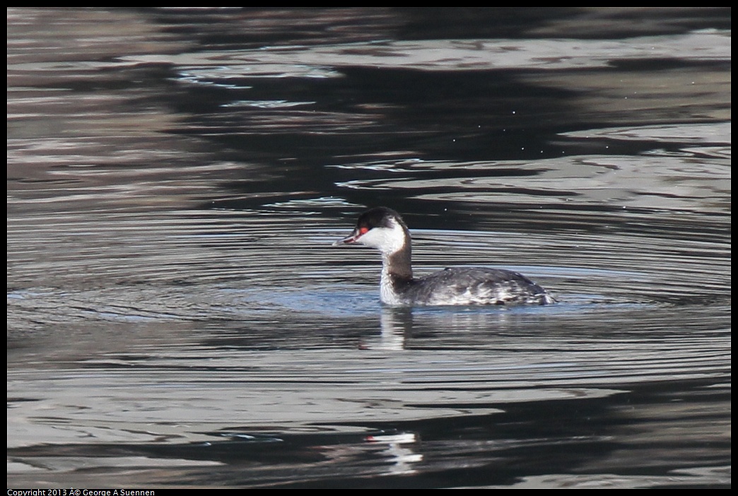 0216-100740-03.jpg - Horned Grebe