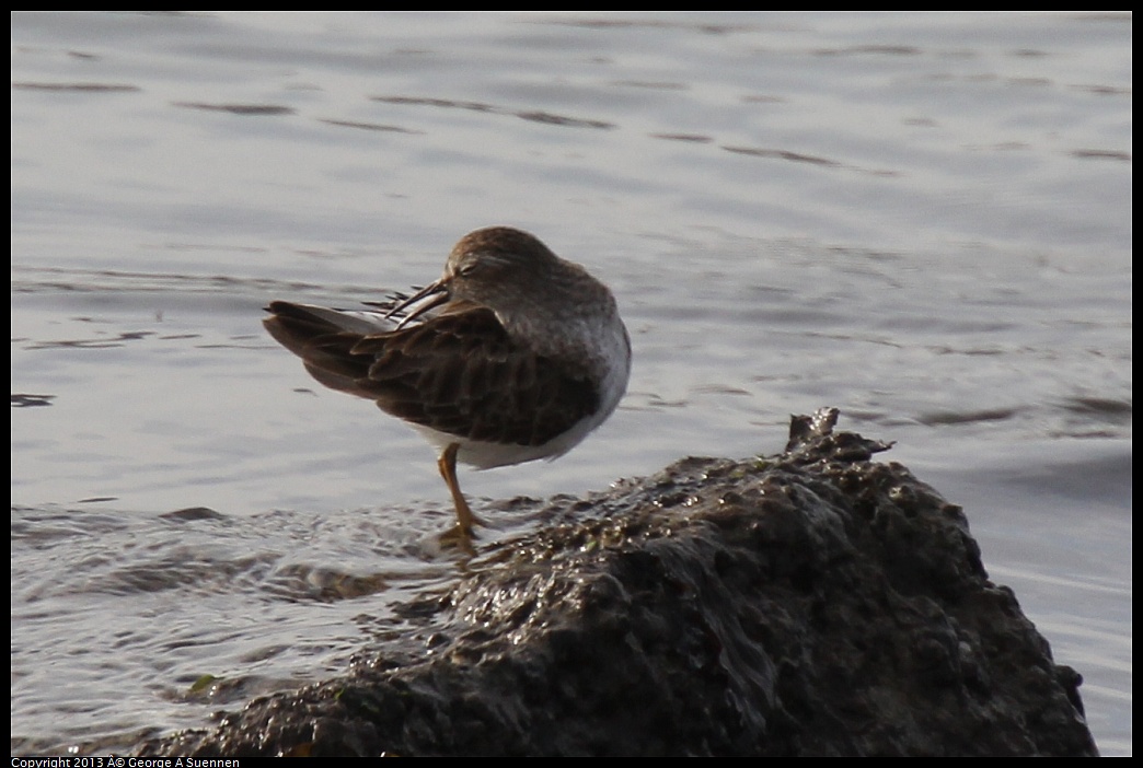 0216-100817-01.jpg - Least Sandpiper