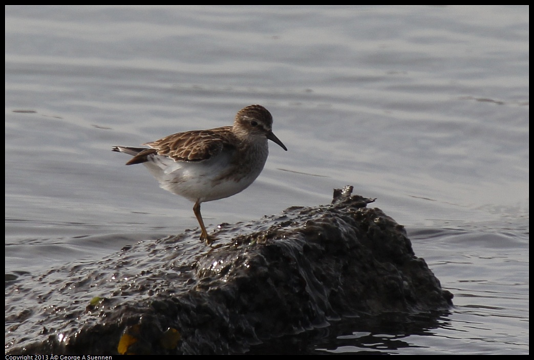 0216-100831-02.jpg - Least Sandpiper