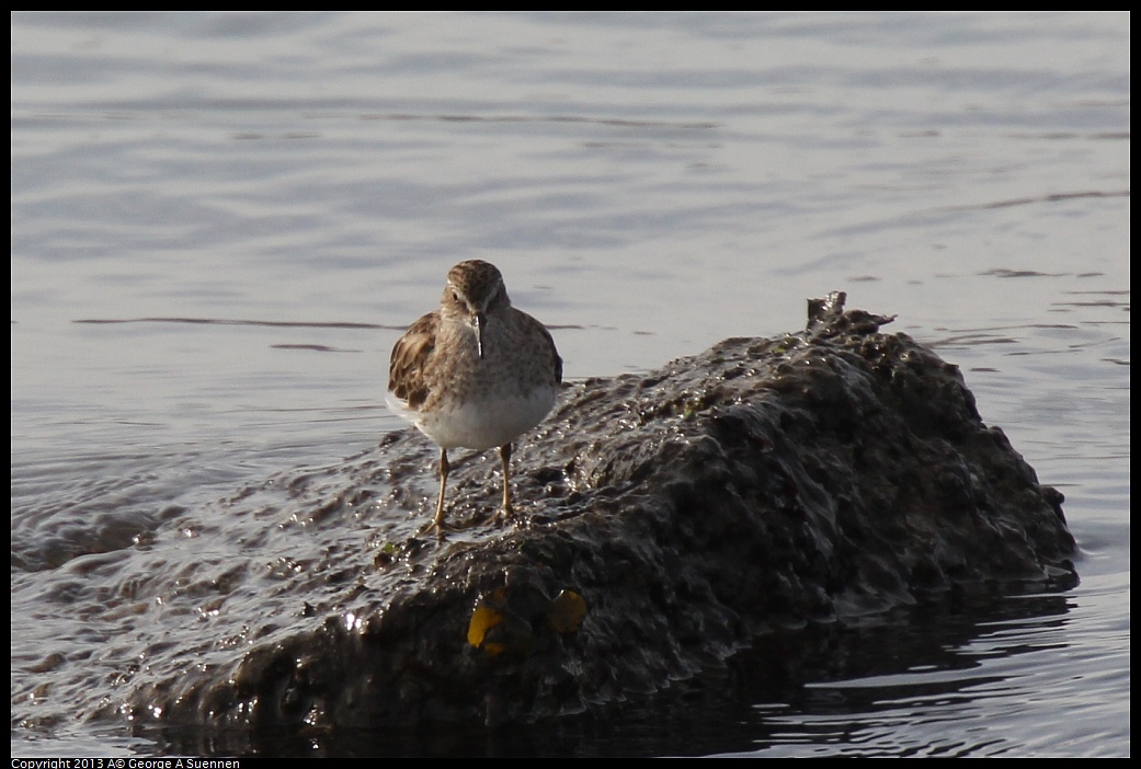 0216-100914-02.jpg - Least Sandpiper