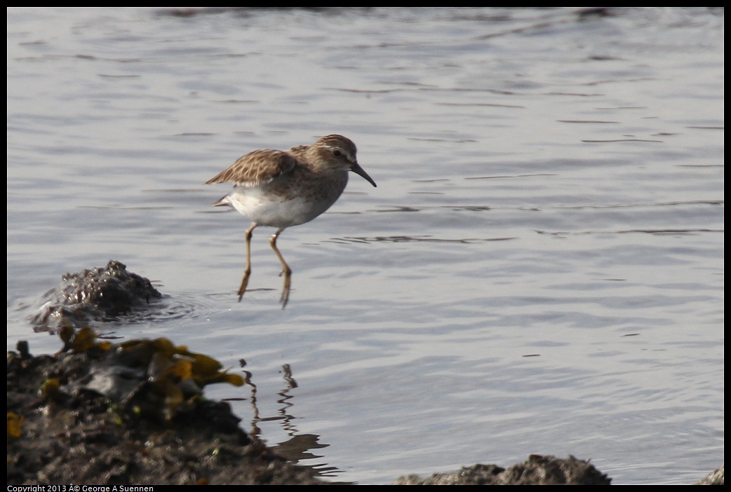 0216-100929-01.jpg - Least Sandpiper