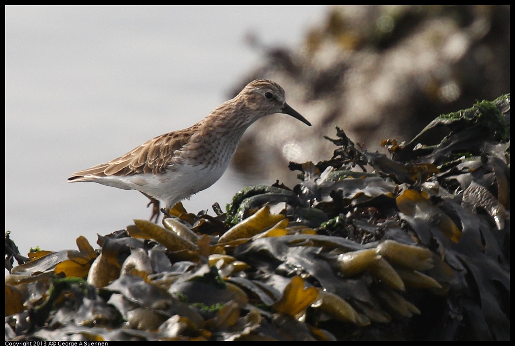 0216-101024-01.jpg - Least Sandpiper