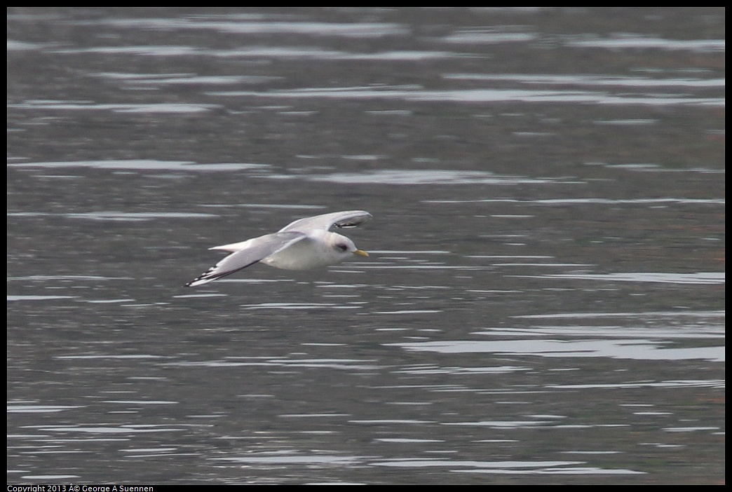 0216-101059-01.jpg - Mew Gull