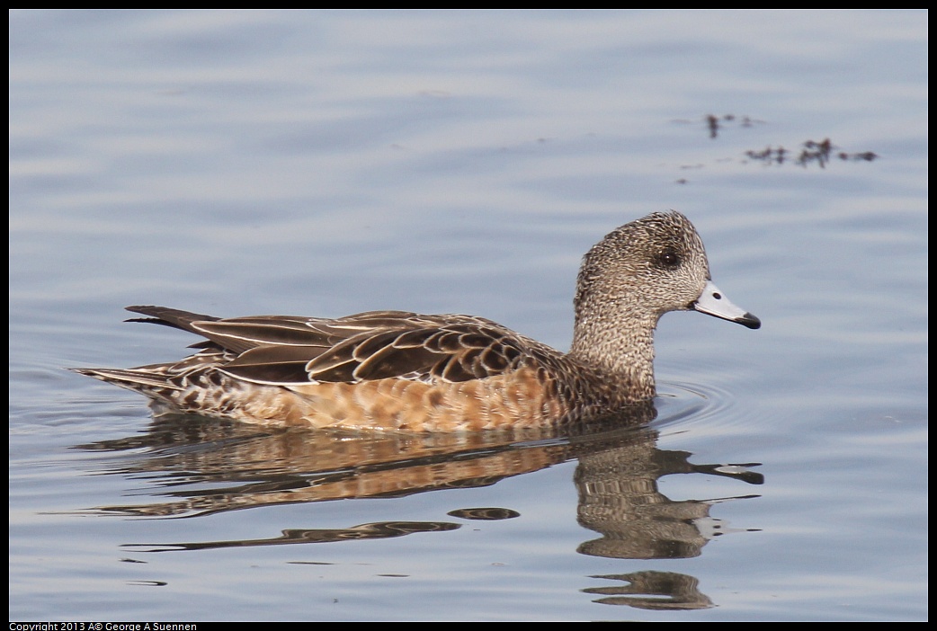 0216-101233-02.jpg - American Wigeon