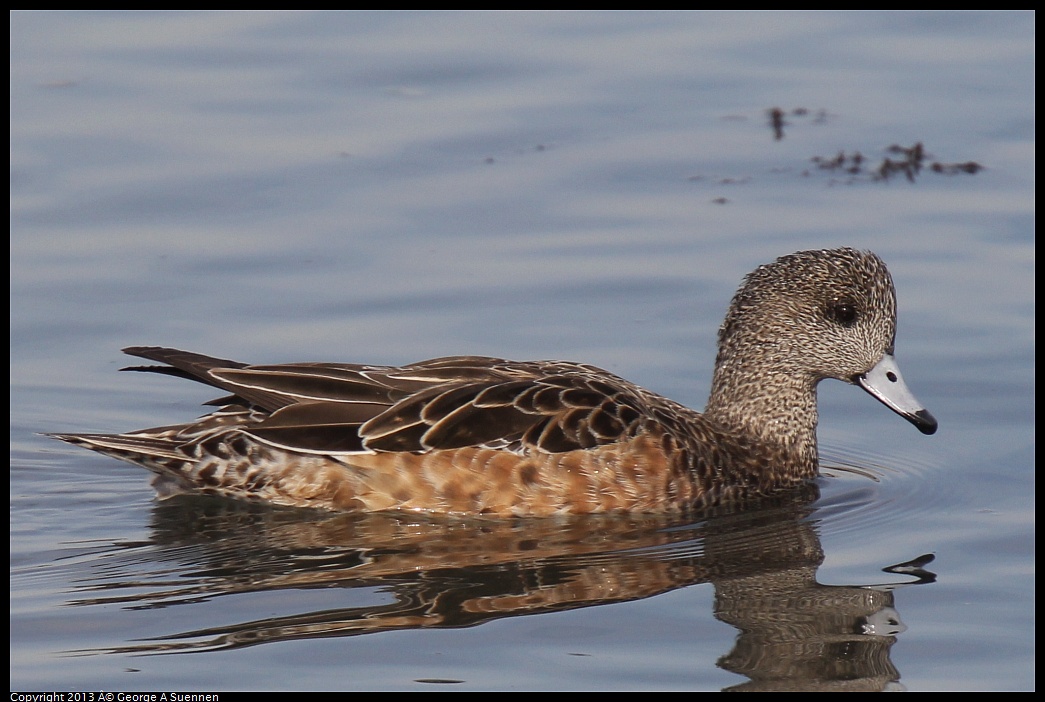 0216-101233-03.jpg - American Wigeon