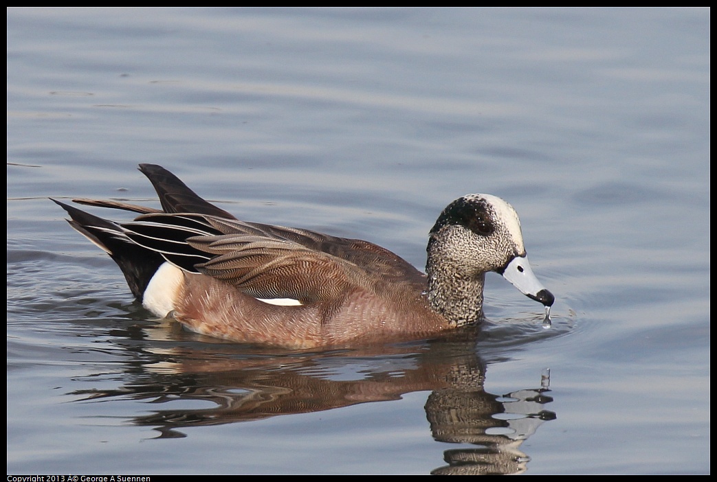 0216-101235-01.jpg - American Wigeon