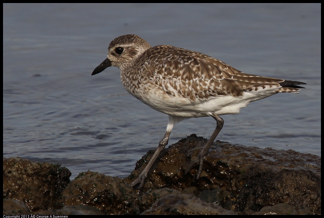 0216-101609-02.jpg - Black-bellied Plover