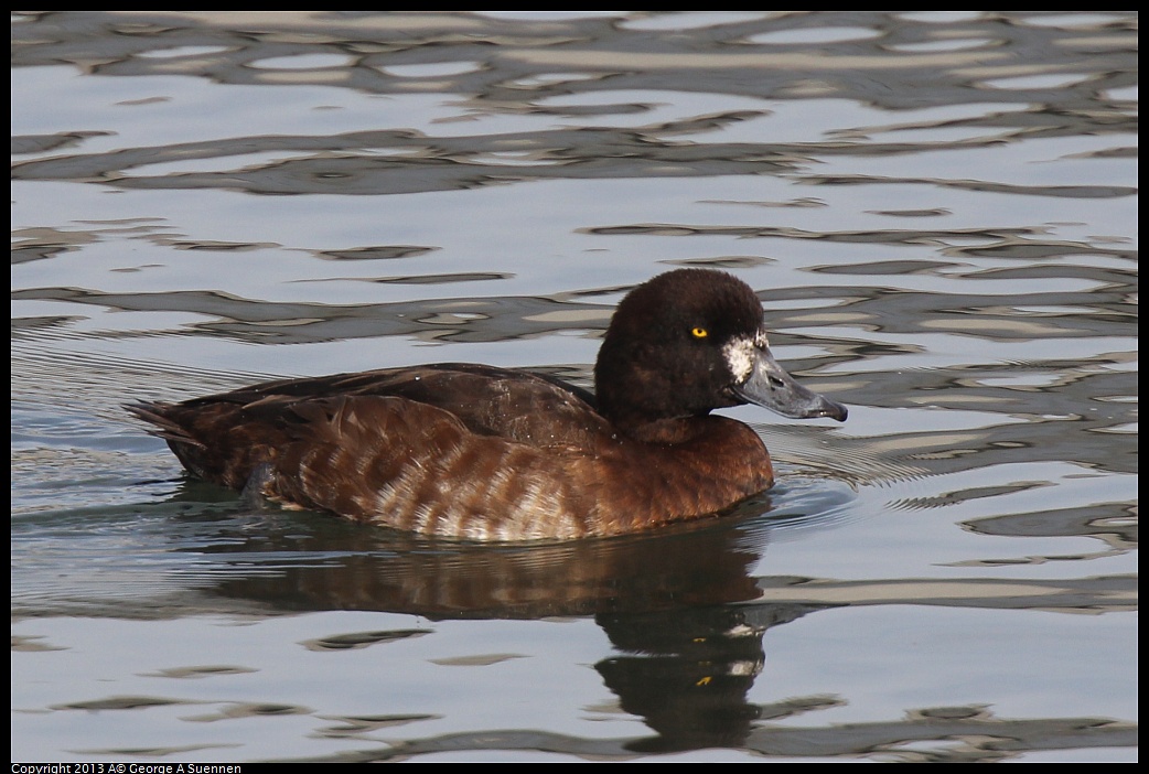 0216-101614-01.jpg - Greater Scaup