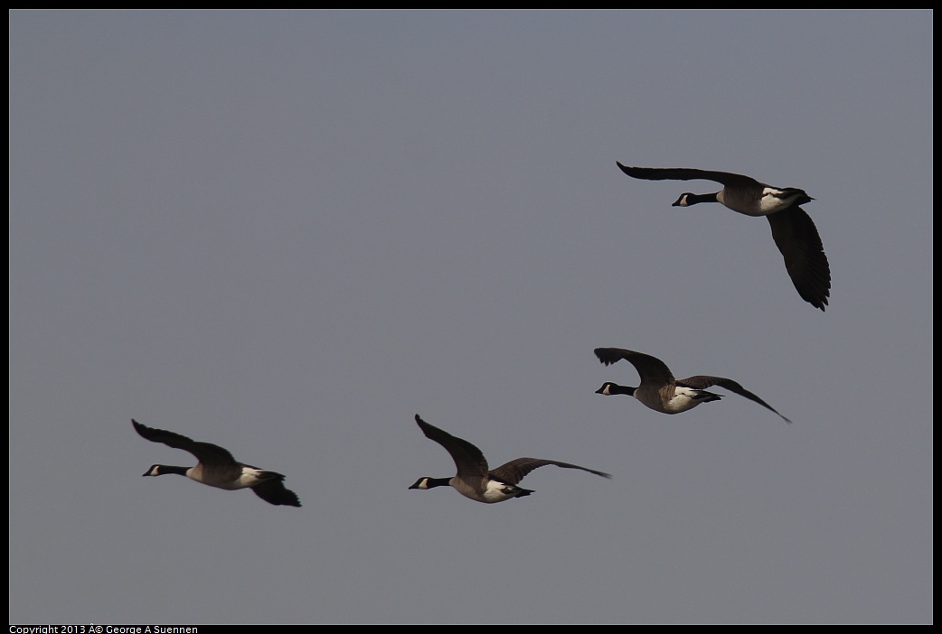 0216-102325-01.jpg - Canada Goose