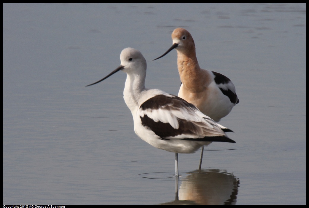 0216-102442-03.jpg - American Avocet