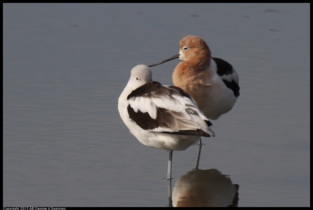 0216-102458-01.jpg - American Avocet