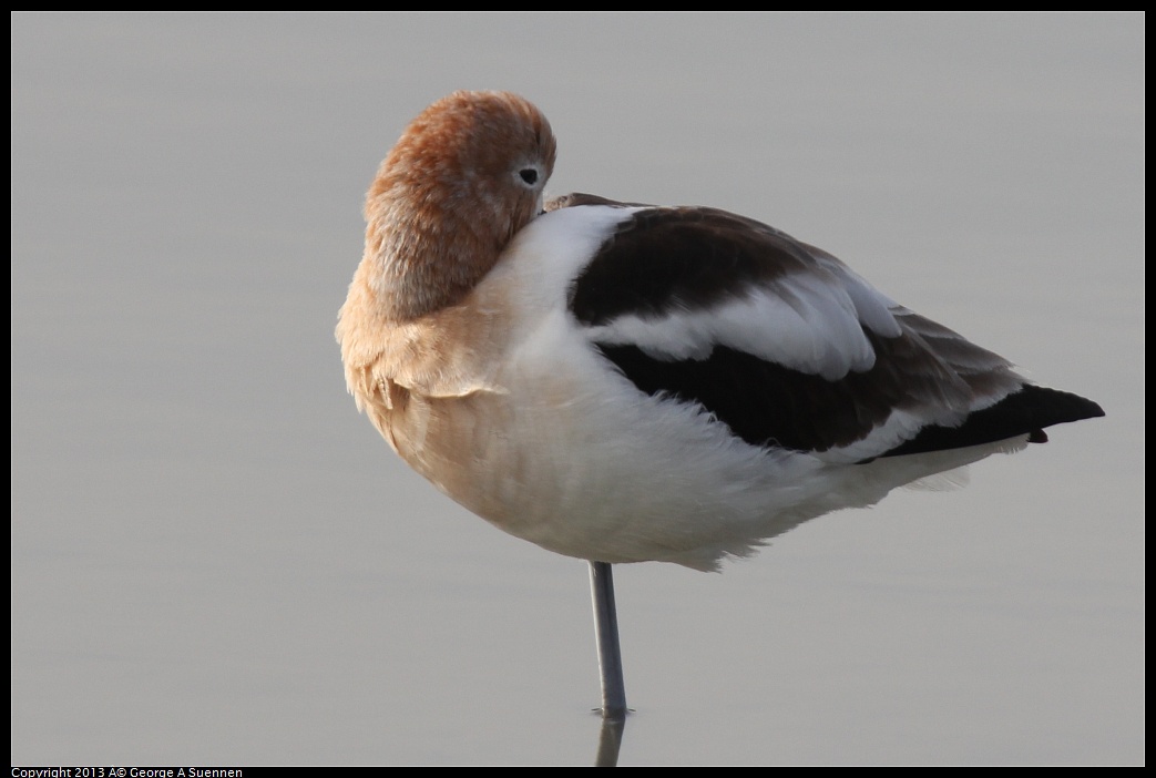 0216-102553-02.jpg - American Avocet