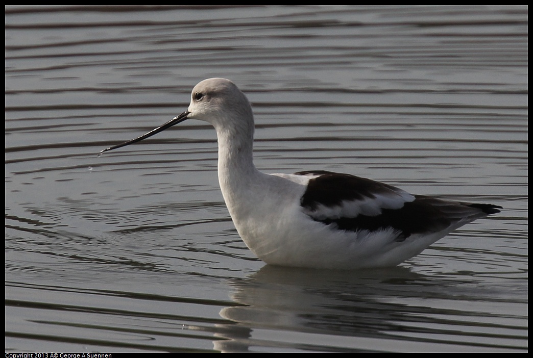 0216-102601-03.jpg - American Avocet