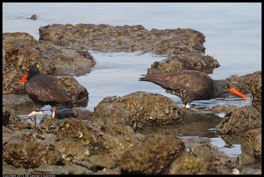 0216-102821-01.jpg - Black Oystercatcher