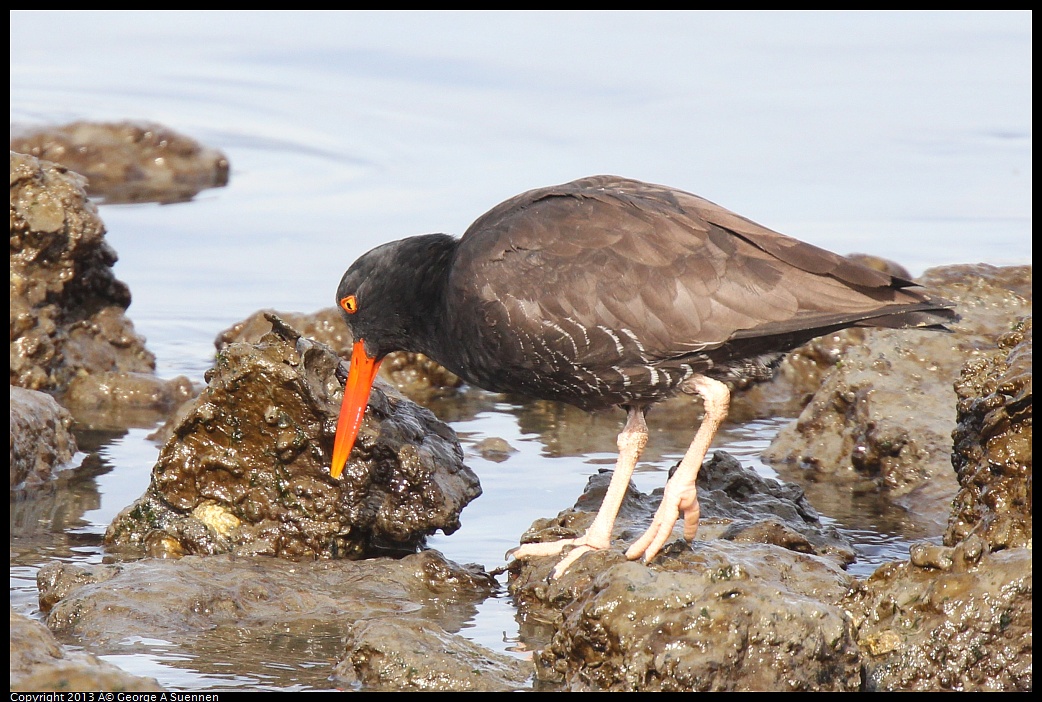 0216-102841-01.jpg - Black Oystercatcher