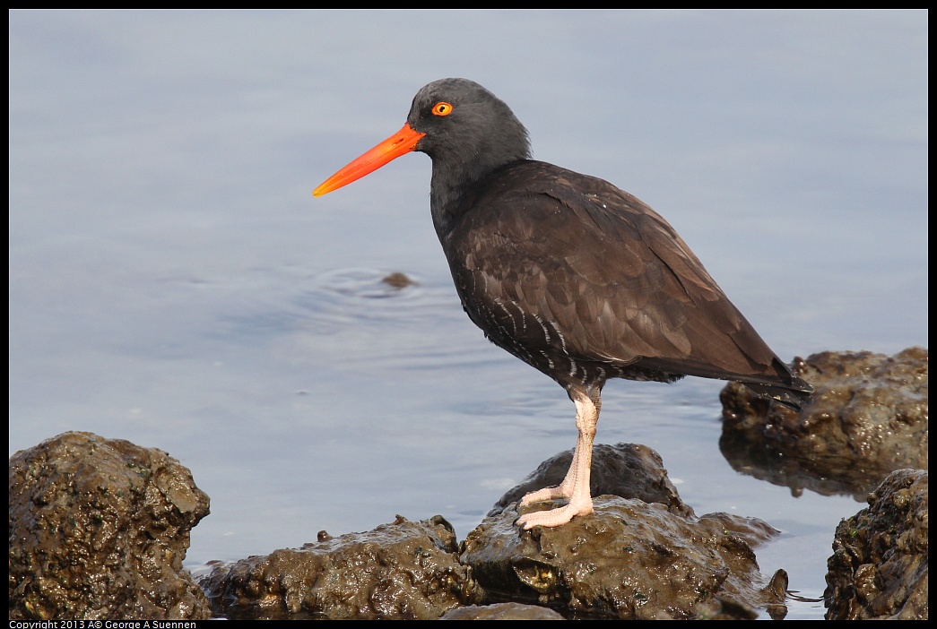 0216-102915-01.jpg - Black Oystercatcher